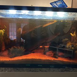 Fish Tank And Decor