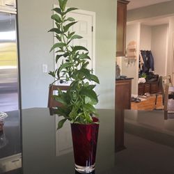 Fresh Mint Plant Growing In Water