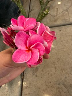 Cutting plumeria