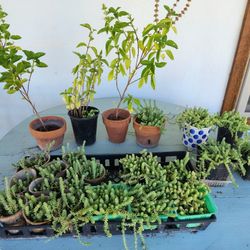 Basil Plants And Groundcover