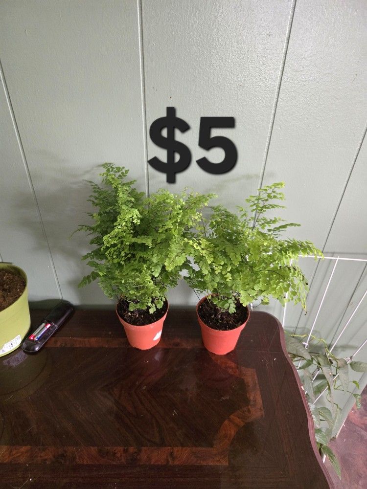 Maiden Hair Fern