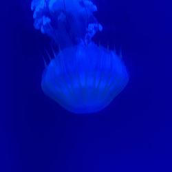 Sea World Tickets 