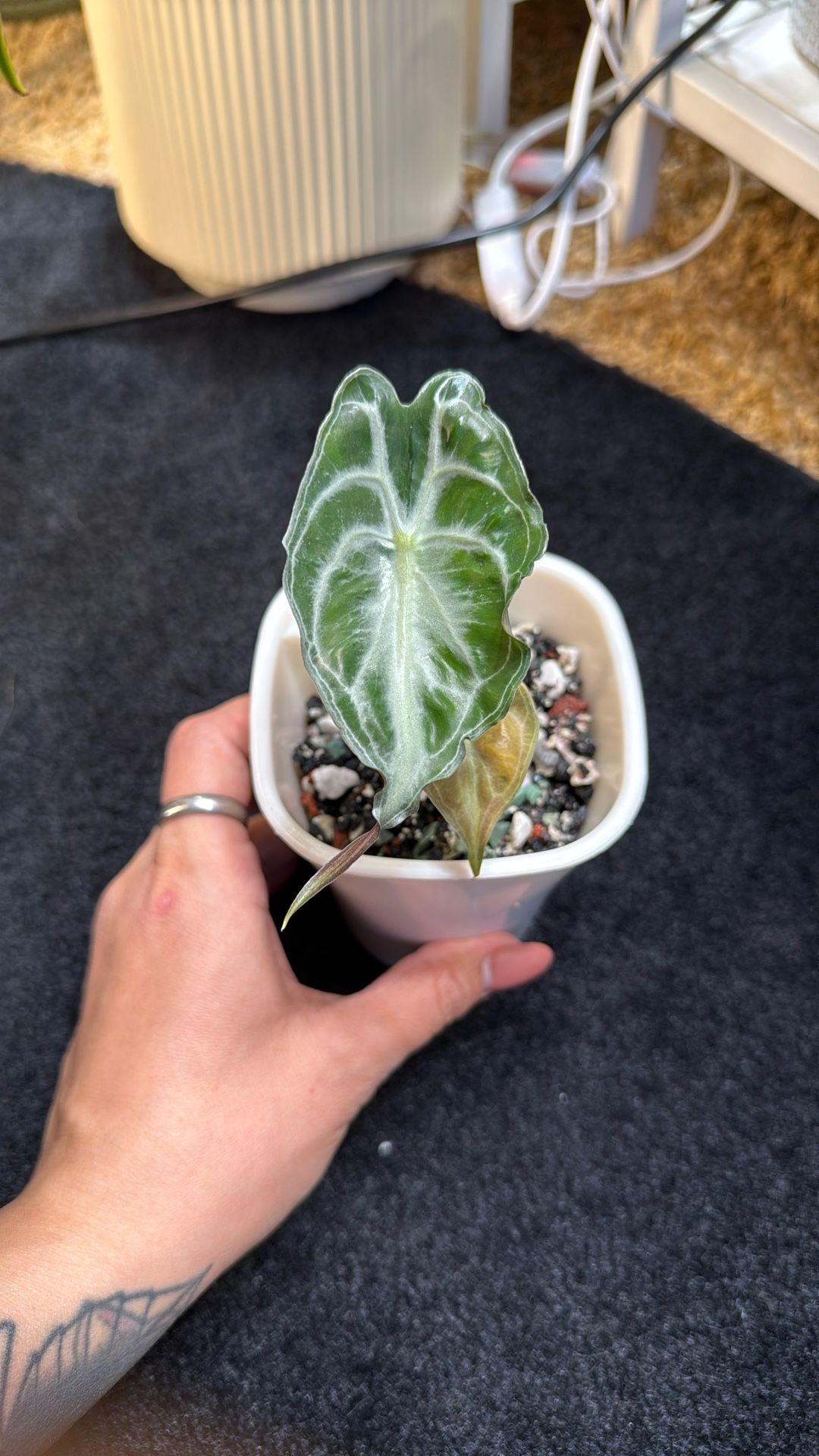 Live Plant ๐ฑ Alocasia Venom