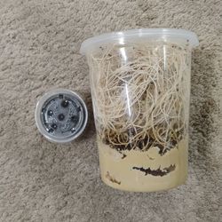 Flightless Fruit Flies And More