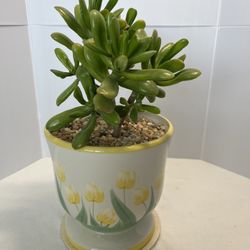 Crassula Ovata Live Plants 16” Inch With Base