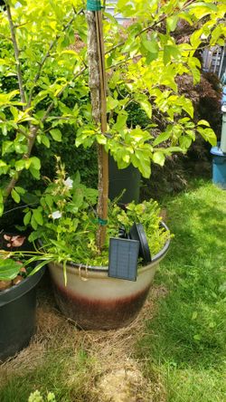 Hydrangea tree in a big pot