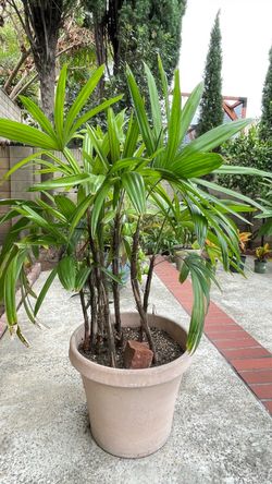 Lady Palm Plant in Large Pot