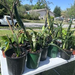 Snake plants $5-10