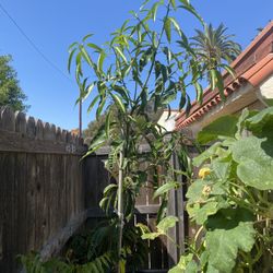 Mango Tree 6 Foot Tall Ready For In-ground Planting Very Healthy  $180