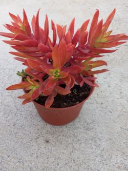 Beautiful Succulent Plant 5.00 dlls