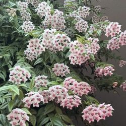 Hoya  Bella 