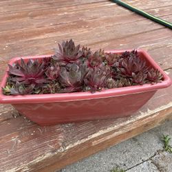 Succulents 