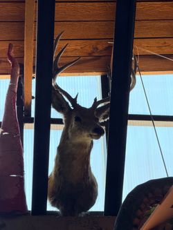 Taxidermy deer head