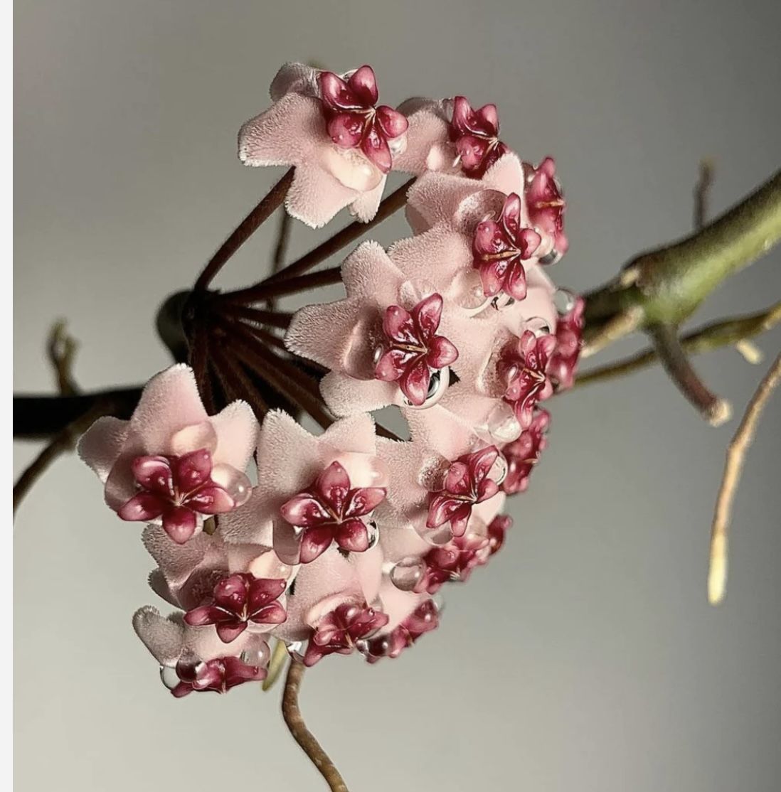 Hoya Obovata Splash Big Cutting With Roots