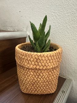 Aloe Succulent in Woven Texture Pot