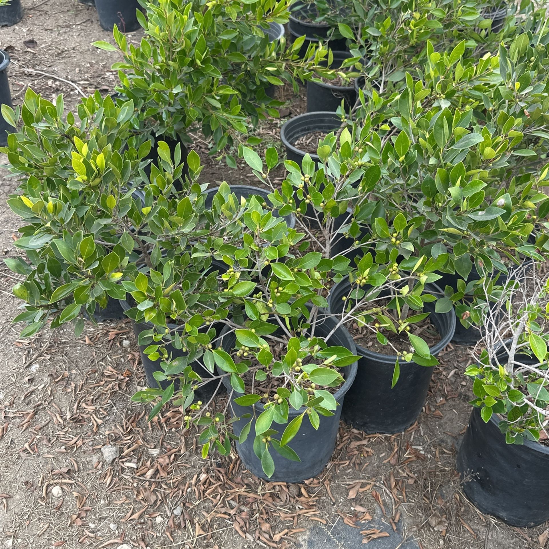 Ficus Plants