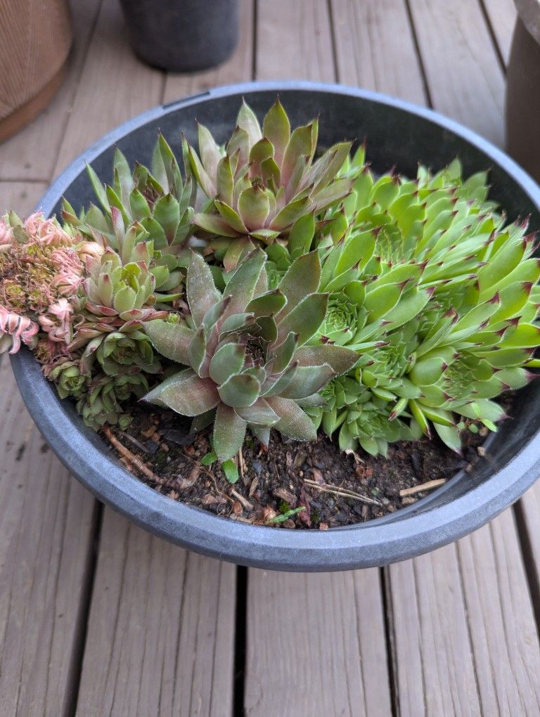 Flower Hens And Chicks