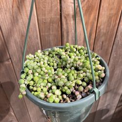 String Of Pearls Variegated