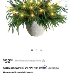 Norfolk pine Christmas Decorations 