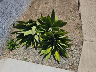 Free foxtail agave