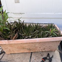 Cacti 