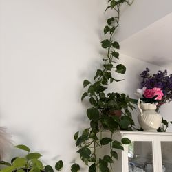 Houseplants PLEASE READ DESCRIPTION**