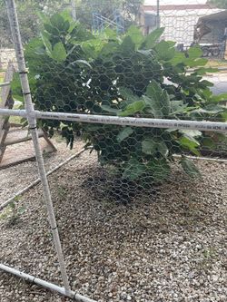 Fig Tree