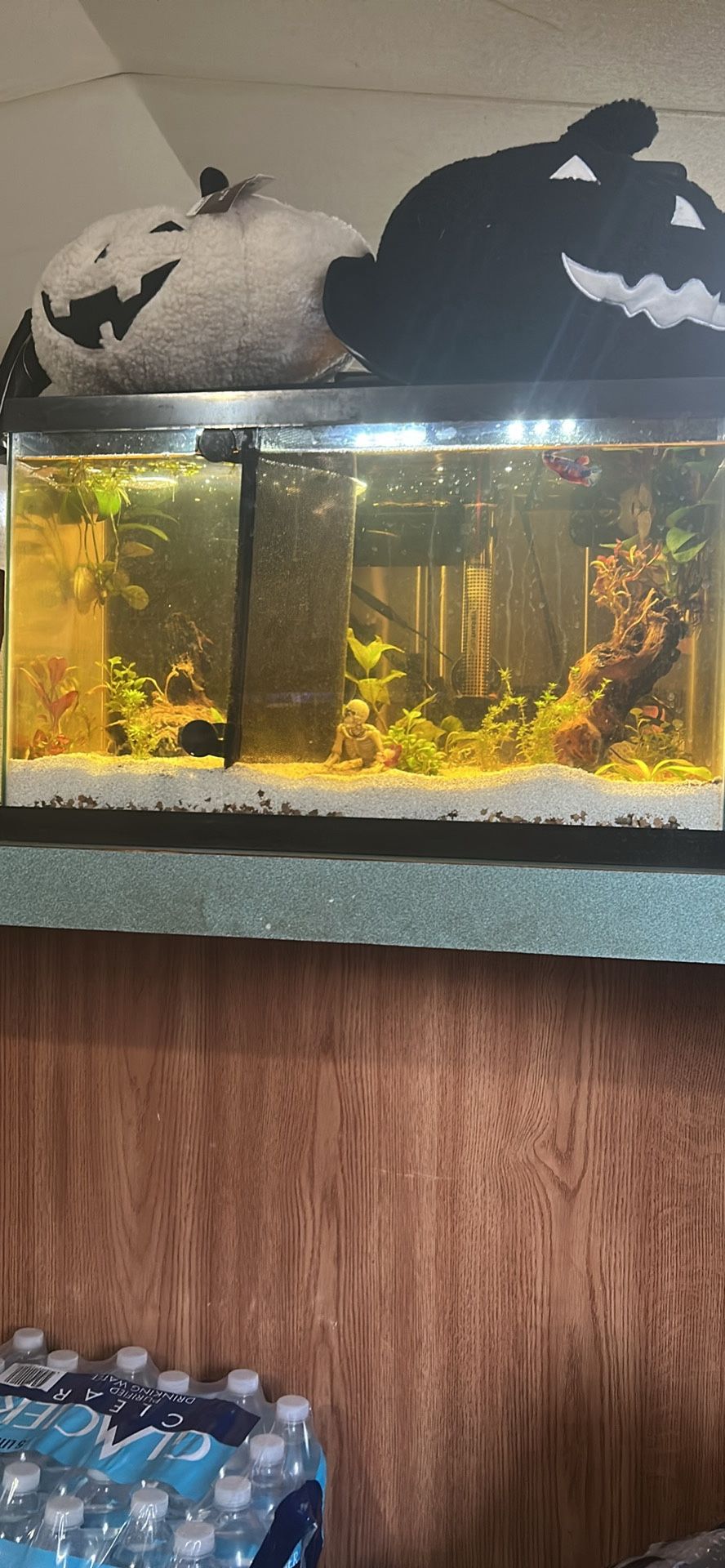 Aquarium plants
