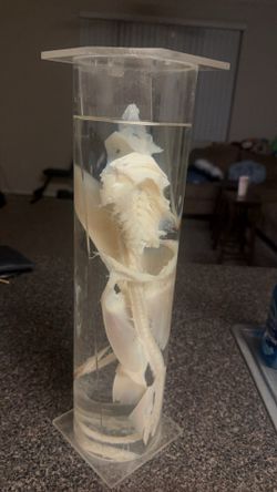 Dogfish Shark Skeleton