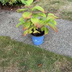 Hydrangea In 2 Gallon Pot
