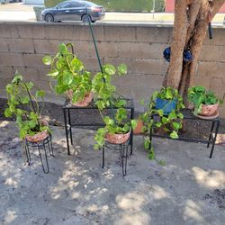 Pothos plants
