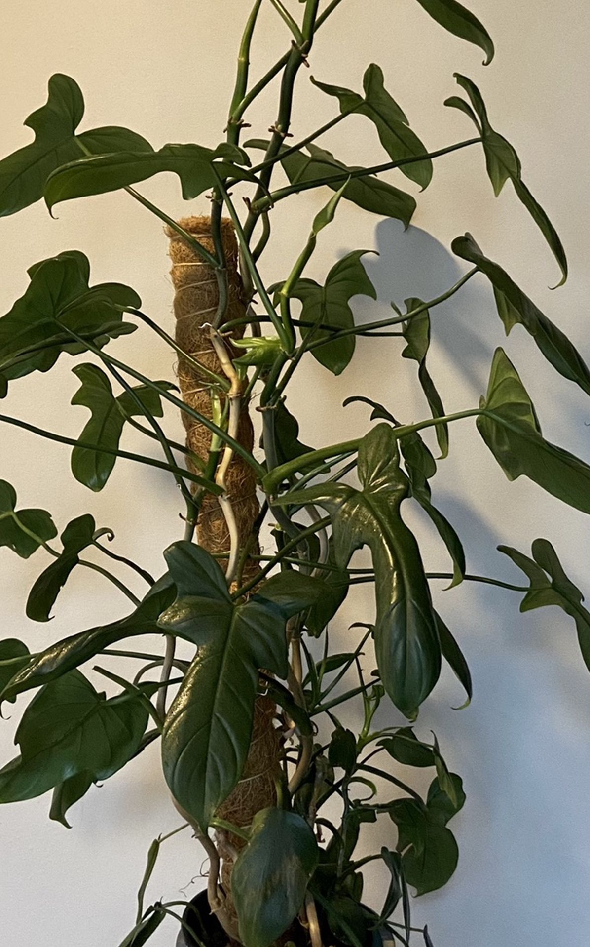 Philodendron Bipennifolium (horsehead) for Sale in Seattle, WA - OfferUp