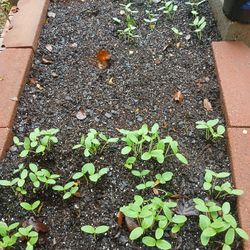 cucumber seedlings