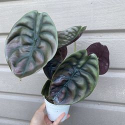 4” Alocasia Cuprea