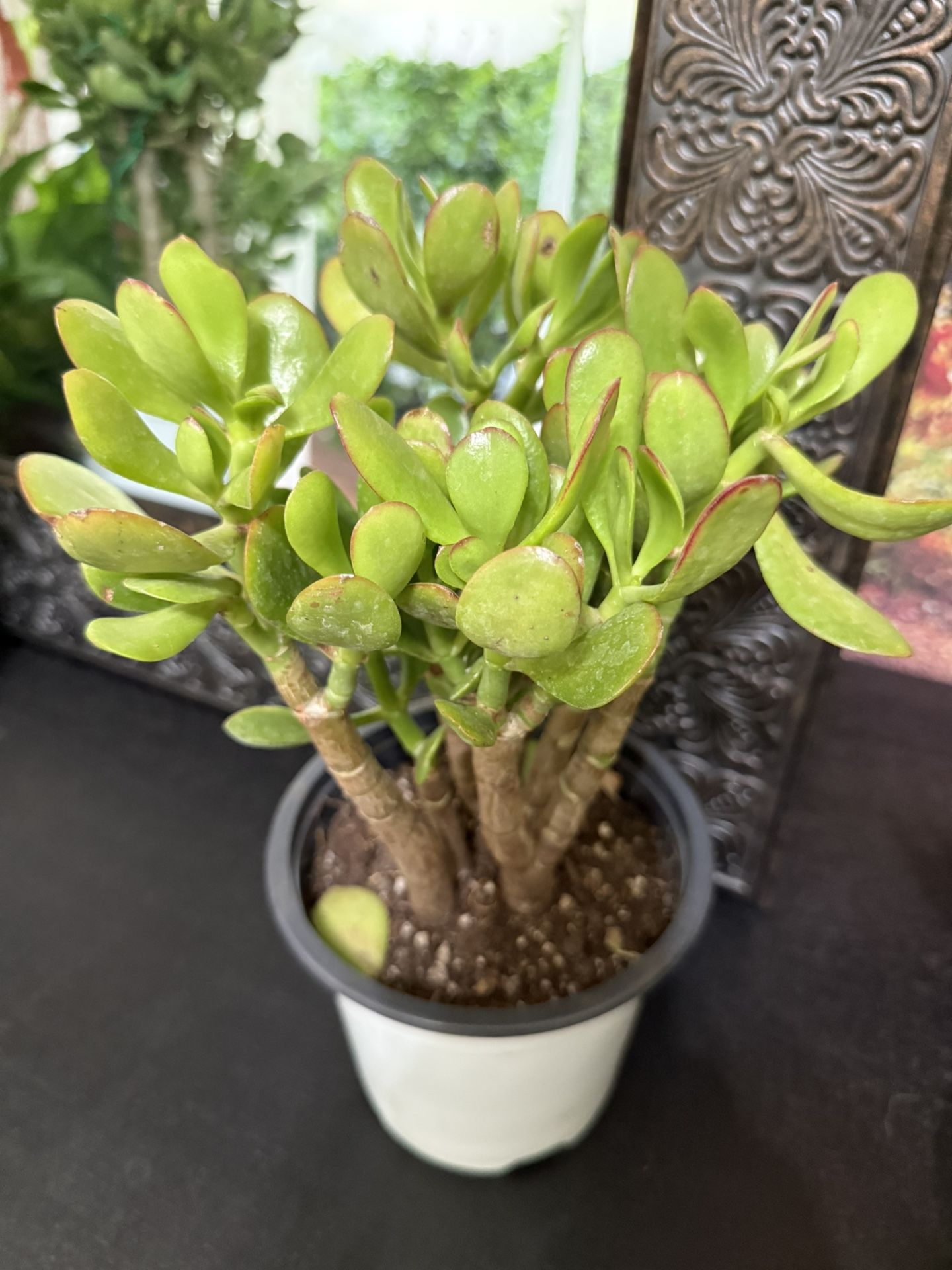 🪴Lucky Jade Or Gud Luck Plant🙏PLS READ DESCRIPTION 