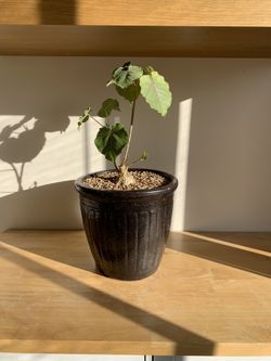 Mexican Rock Fig In Vintage Pot