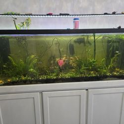 180 Gallon Tank 