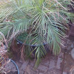 Three palm trees