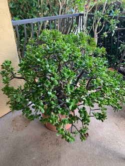 Large Jade Plant Organic Soil