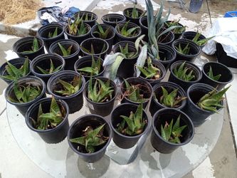 Succulents & Plants Sale!