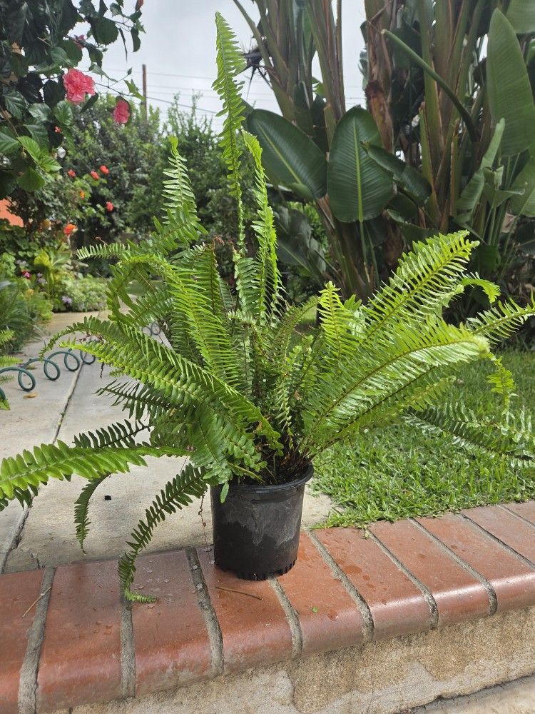 Fern Plant