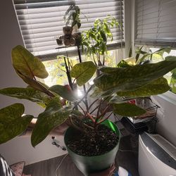 plant philodendron 