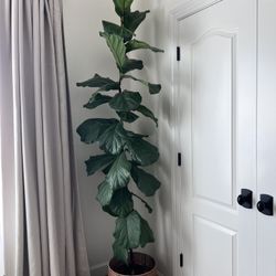REAL 8' Fiddle Leaf Fig Tree for Sale in Virginia Beach, VA - OfferUp