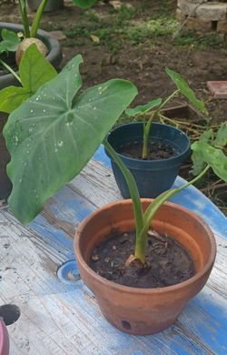 Elephant Ear Plants
