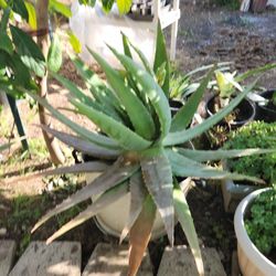 Big Aloe Vera Plant 