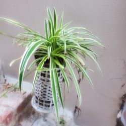 FARMHOUSE BOHO Garden Decor Spider Plant Meatal Pedastal Planter, Bamboo Stake AIRPLANT Thilandsia boho Garden Decor