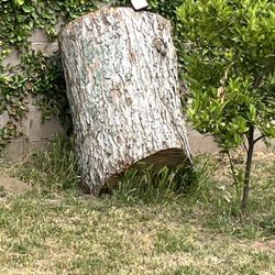 Free Tree Trunk Pieces/wood