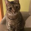 Paloma