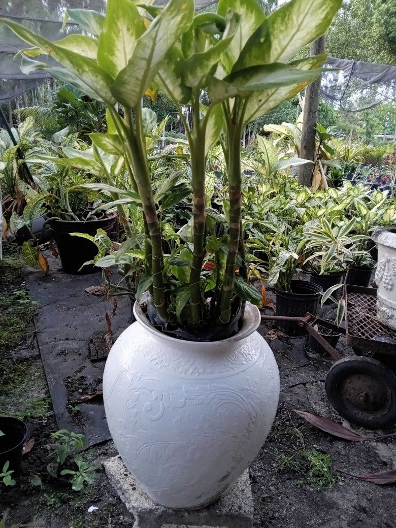 Pot With Plants 