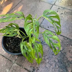 Monstera Swiss Cheese